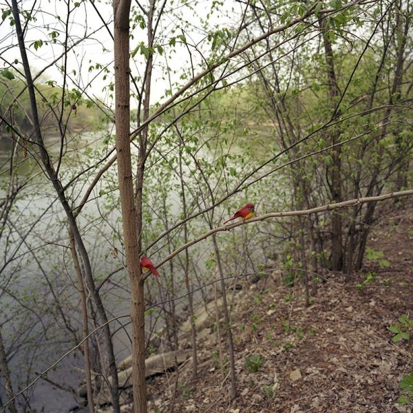 Paula McCartney, <i>Vermilion Flycatchers</i>, from the series, “Bird Watching,” 2007